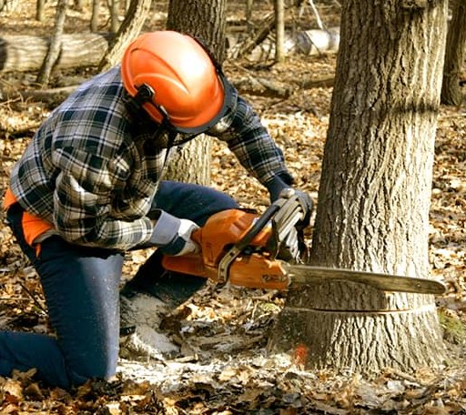 Tree Removal in Outlook, WA